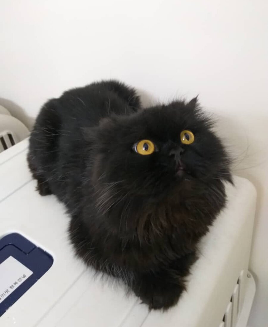 Azad, schwarze Perserkatze
