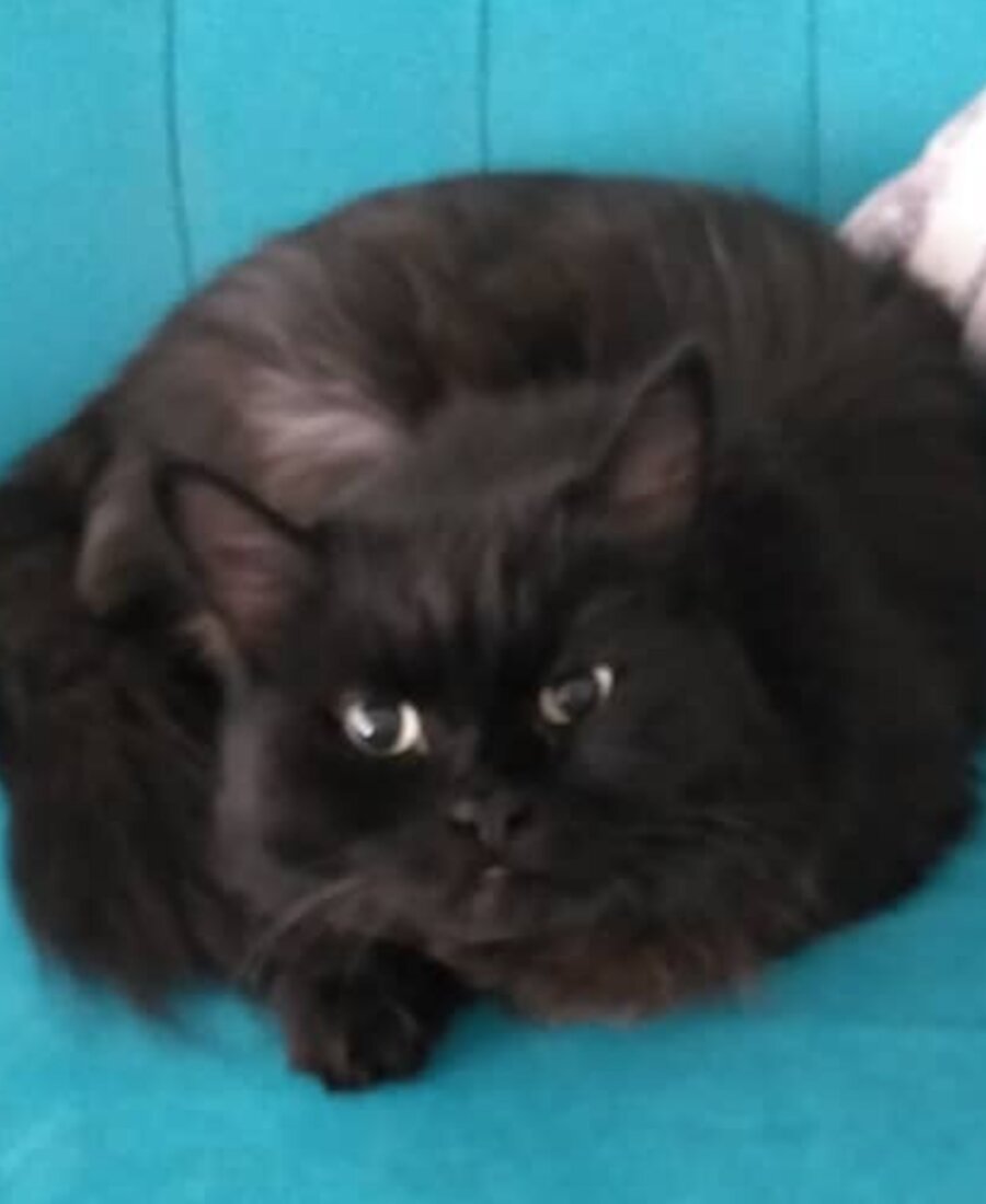 Azad, Portrait