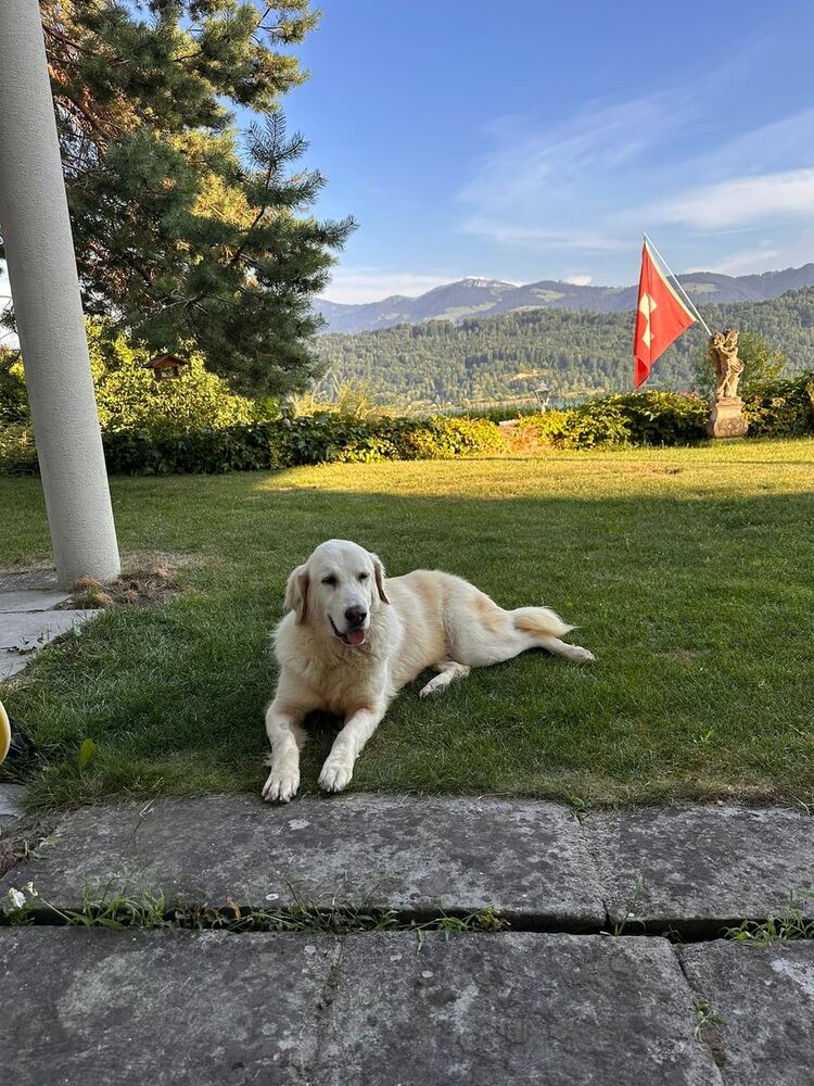 Happy, entspannt im Garten seines neuen Zuhauses in der Schweiz