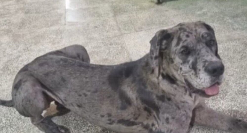 Aysel, liegend, ein grosser Hund