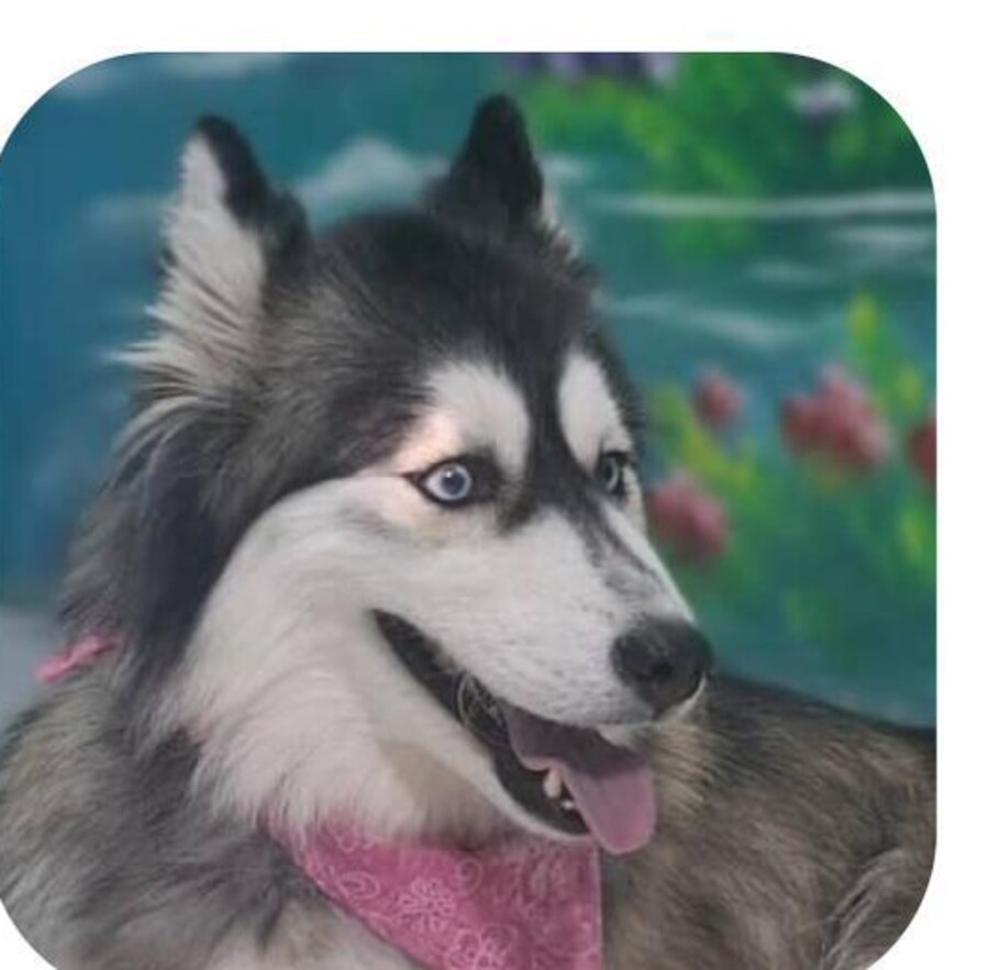 Luna — weiteres Foto