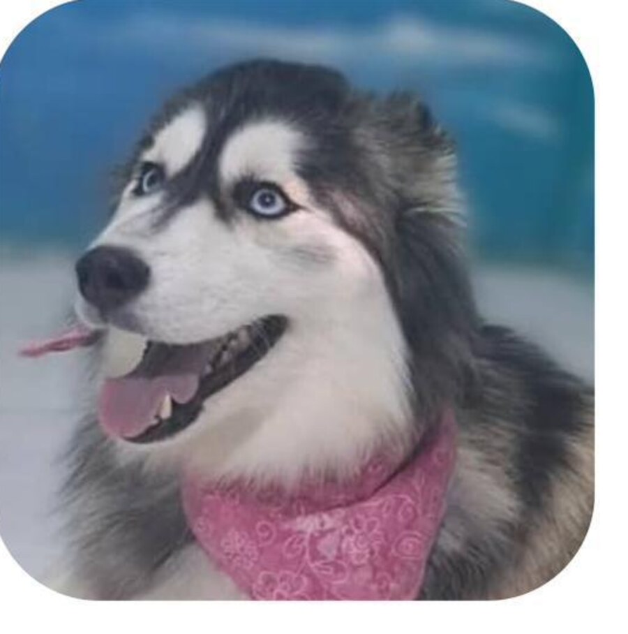 Luna — weiteres Foto