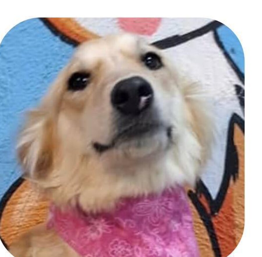 Scarlett — weiteres Foto